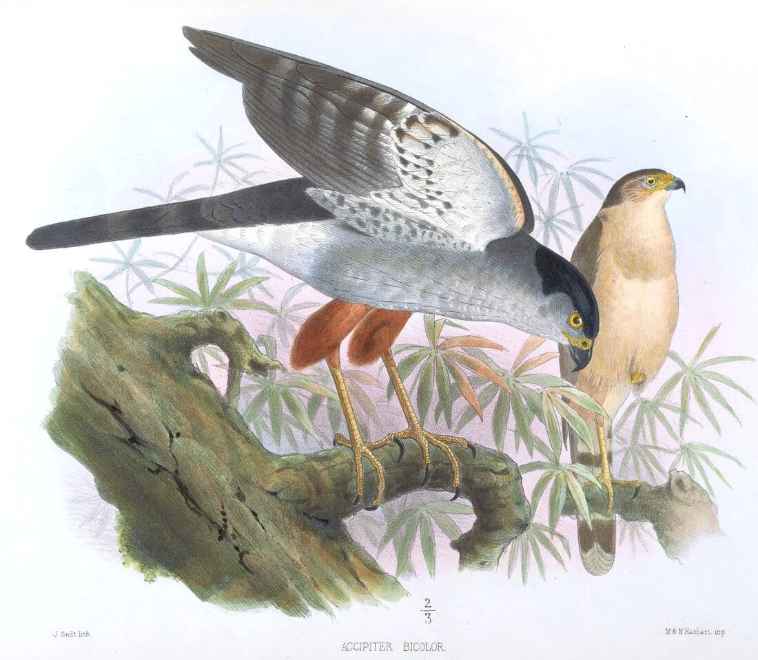 Accipiter bicolor