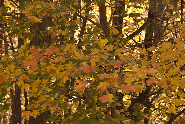 Image: Acer grandidentatum branches