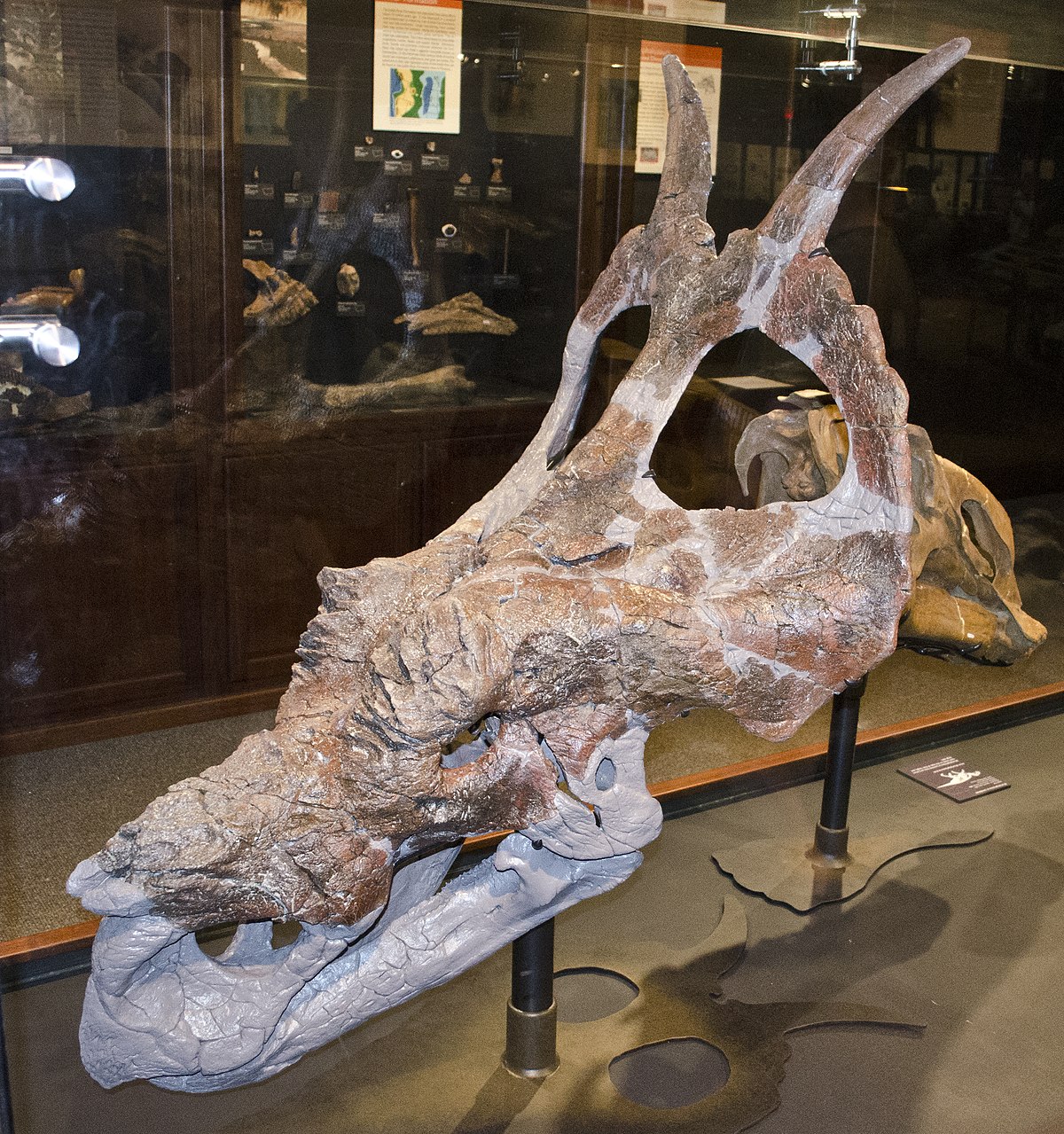 Achelousaurus - Wikipedia