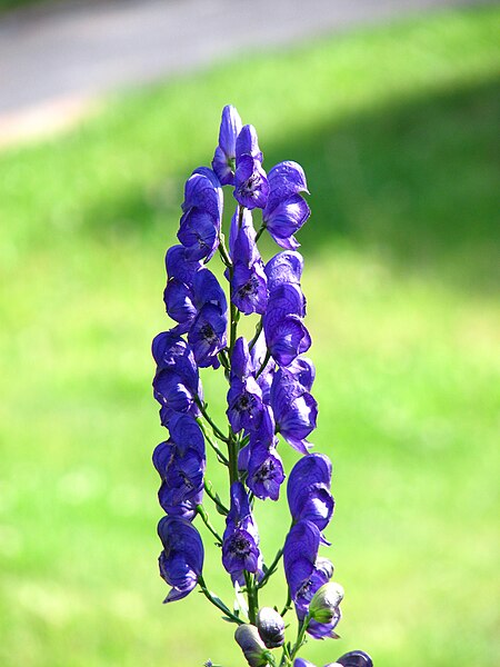 File:Aconitum napellus (inflorescence) 02.JPG