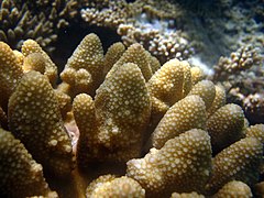 Deatalle de coralitos de A. monticulosa en el atolón Baa de Maldivas