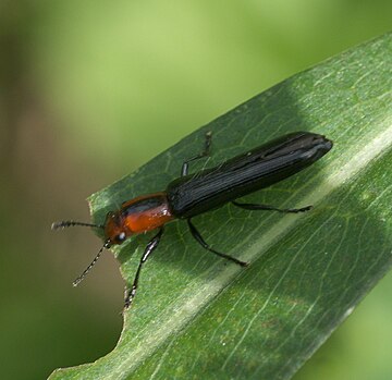 Acropteroxys gracilis