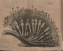 Illustrazione relativa a studio sull'aloe pubblicato sugli Acta Eruditorum del 1688