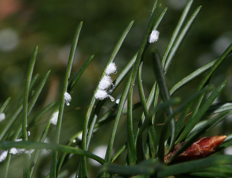 File:Adelges cooleyi on Douglas Fir - Flickr - S. Rae.jpg