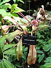 Aechmea tayoensis - Denver Botanic Gardens - DSC00913.JPG