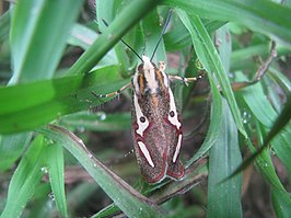 Aegocera venulia