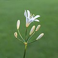 * Nomination Agapanthus praecox Snow White. A small flower and flower buds of Agapanthus praecox Snow White. A white dwarf (45 cm) high. --Famberhorst 04:51, 4 August 2018 (UTC) * Promotion  Support Good quality. --XRay 05:43, 4 August 2018 (UTC)