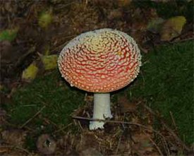 Punakärpässieni Amanita muscaria