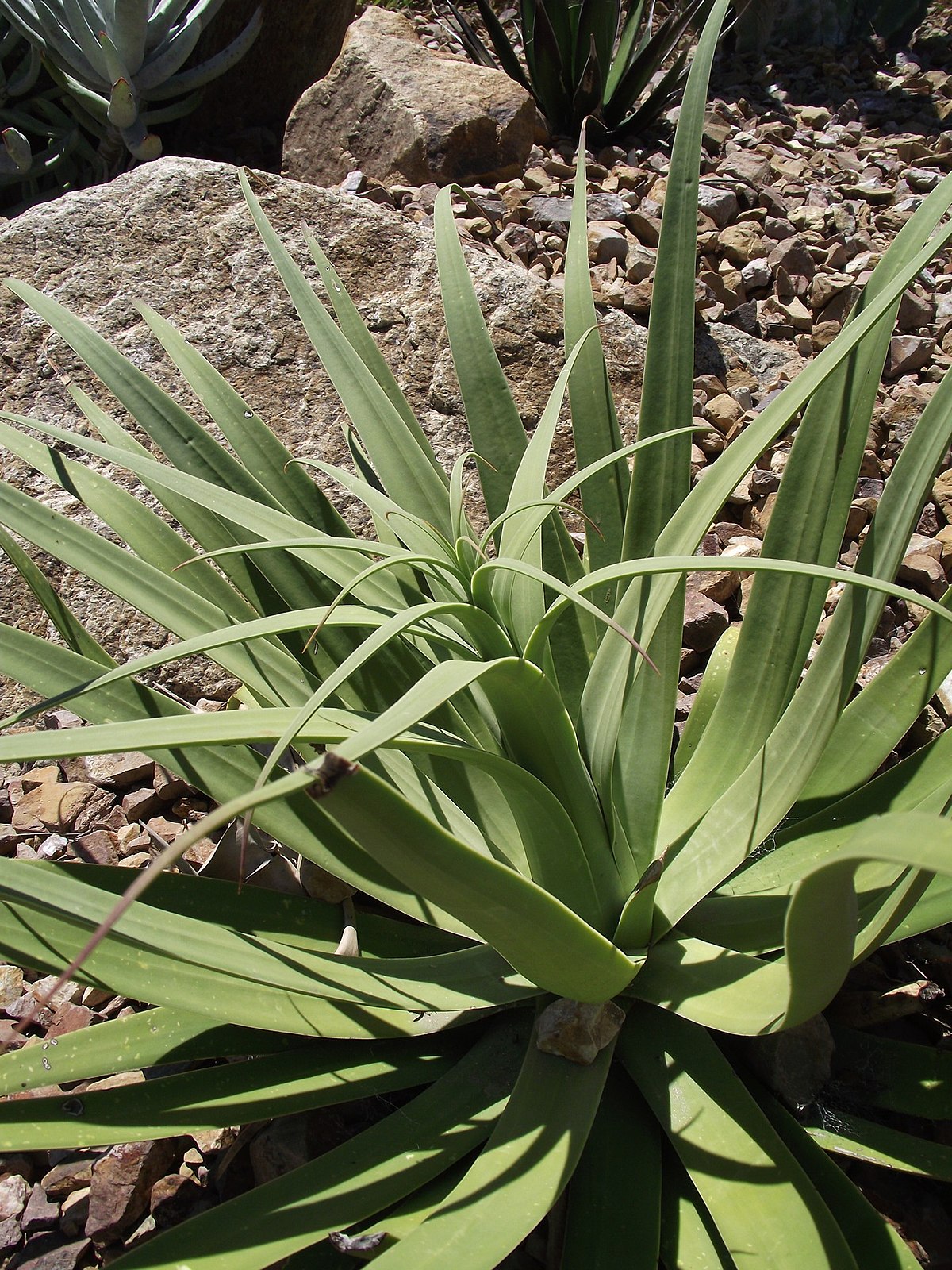 Agave bracteosa - Wikipedia