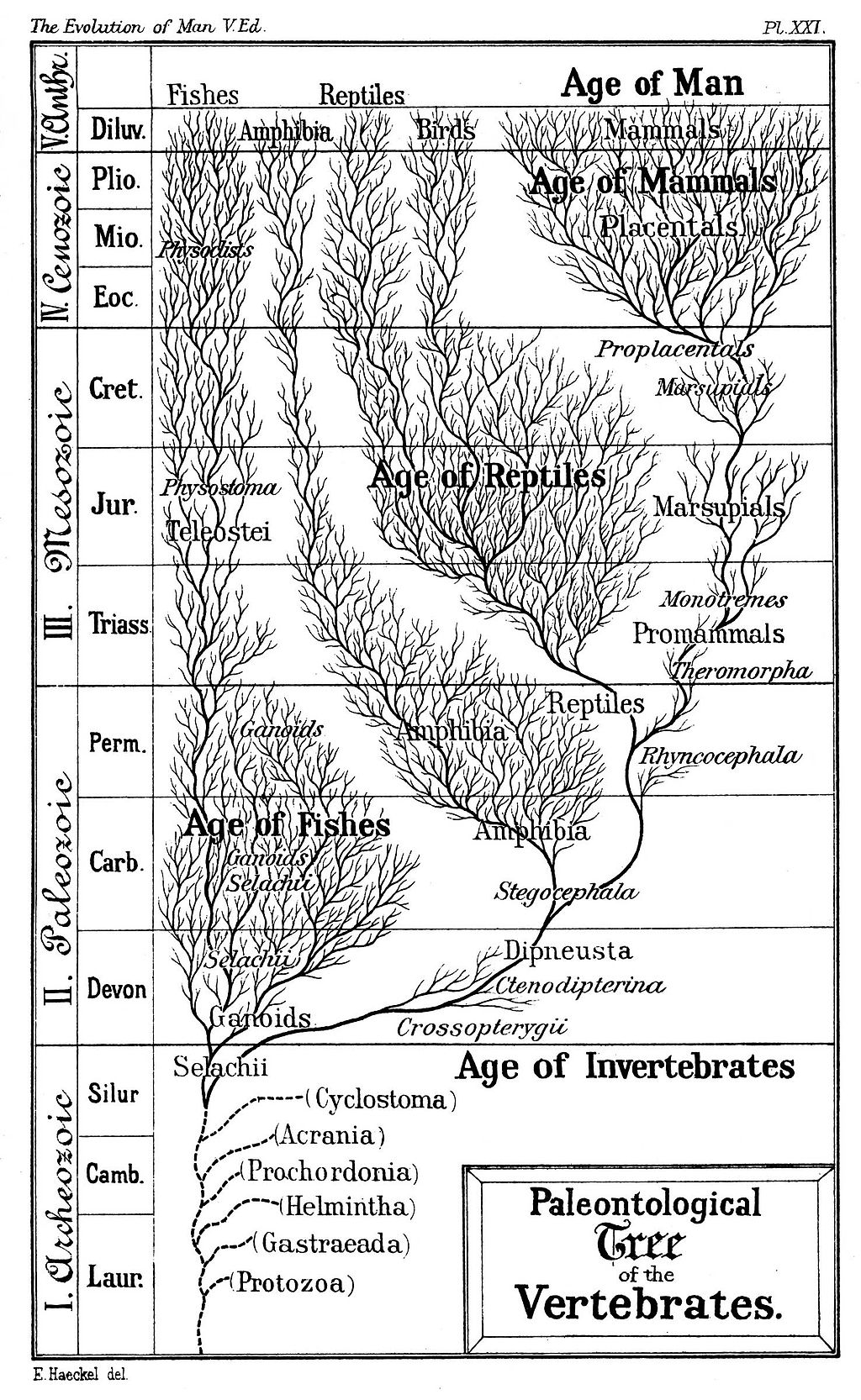 Darwin's Game - Wikipedia