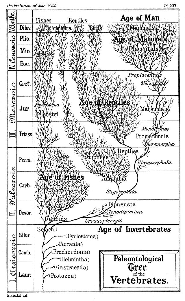 Introduction to evolution - Wikipedia