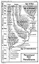 Evolutie (biologie)