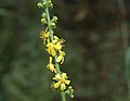 Agrimonia eupatoria