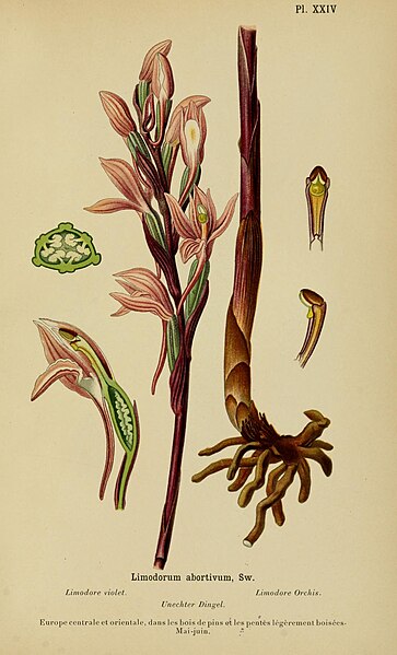 File:Album des orchidées de l'Europe centrale et septentrionale (1899) (17949376915).jpg