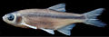 August 30: Alburnoides fasciatus , a Turkish fish