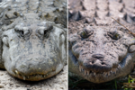 Miniatura per Fichièr:AlligatorCrocodileDifference.webp