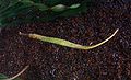 Alligator Pipefish.jpg