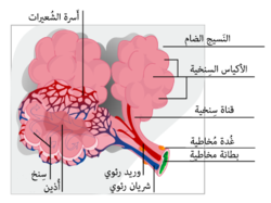 Alveolus