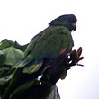 Amazona versicolor -St Lucia-5a.jpg