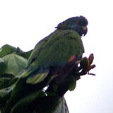 The national bird of Saint Lucia. Amazona versicolor -St Lucia-5a.jpg