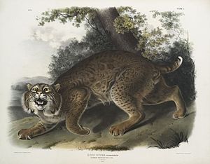 Lynx Roux: Description, Évolution de l’espèce et sous-espèces, Comportement