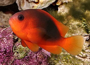 A. ephippium (red saddleback anemonefish)