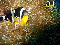 Amphiprion fuscocaudatus, endemischer Clownfisch der Seychellen