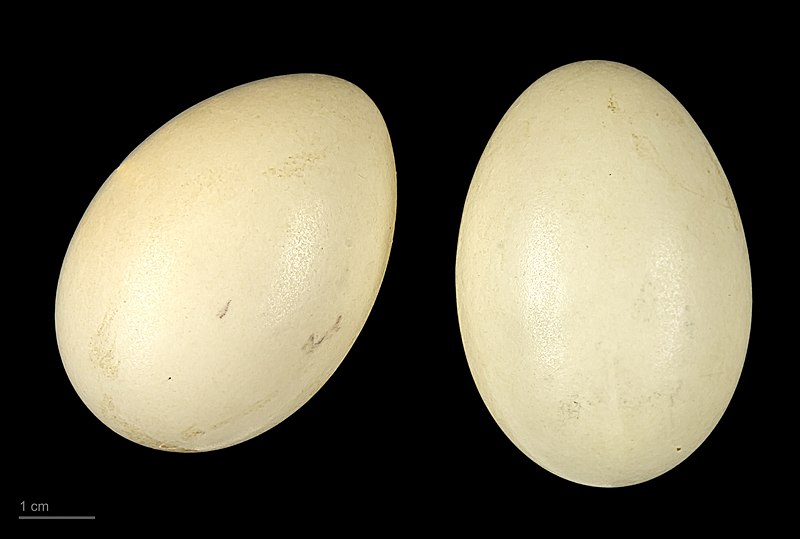 File:Anas flavirostris oxyptera MHNT.ZOO.2010.11.32.1.jpg