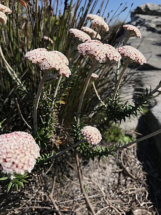 <i>Anaxeton arborescens</i> South African plant species