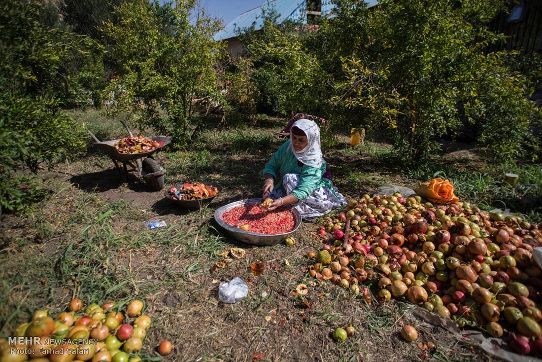 گردشگری کشاورزی