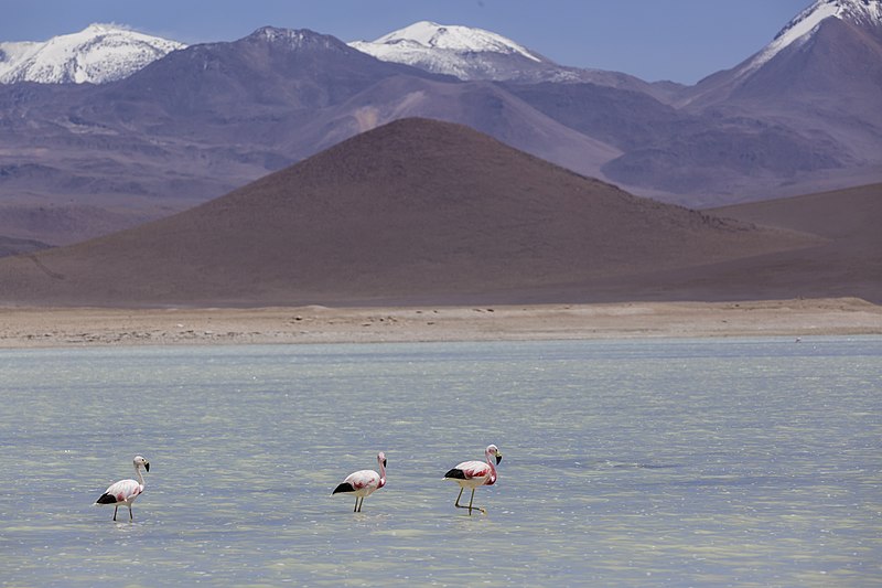 File:Andean flamingo (Phoenicoparrus andinus) 01.jpg