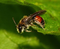 Andrena labiata.jpg