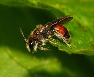 Andrena labiata, female