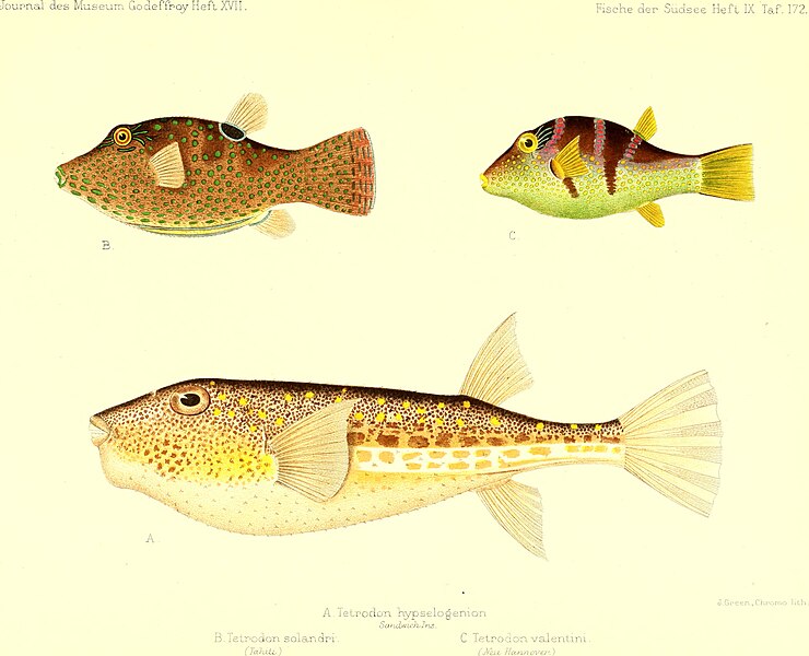 File:Andrew Garrett's Fische der Südsee (1909) (17572807864).jpg