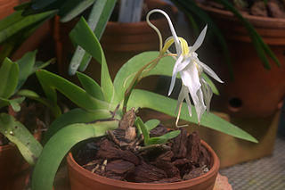 <i>Angraecum leonis</i> Species of plant