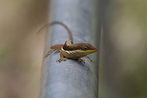 Anolis Krugi.jpg -kuvan kuvaus.