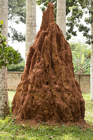 File Ant Hill In Aburi Garden 02 Jpg Wikimedia Commons