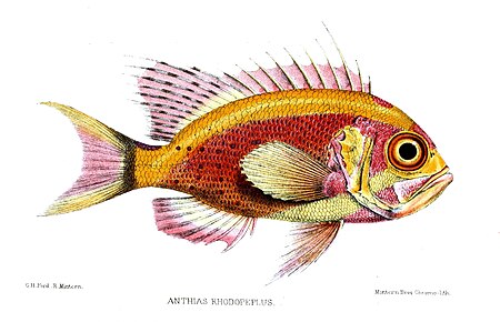 Odontanthias rhodopeplus