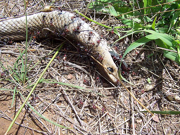 Ants eating a dead snake