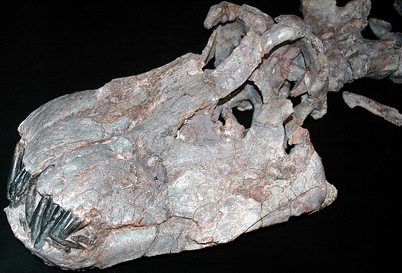 File:Apatosaurus ajax skull.jpg