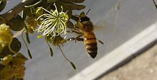 Apis mellifera syriaca 01.jpg