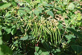 fruits of Apocynum cannabinum