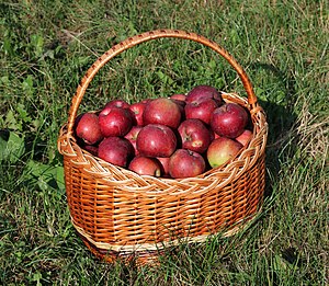 A wicker basket filled with apples Apples in basket 2018 G1.jpg