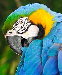 Parrots were considered to have a soul and sacrificed to the Muisca gods Arara Caninde.jpg