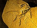 Archaeopteryx im Jura-Museum
