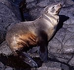 Arctocephalus tropicalis CrozetIslands female.jpg