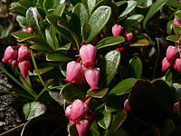 Arctostaphylos uva-ursi 38450.JPG