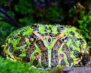 Ornate horned frog (Ceratophrys ornata)