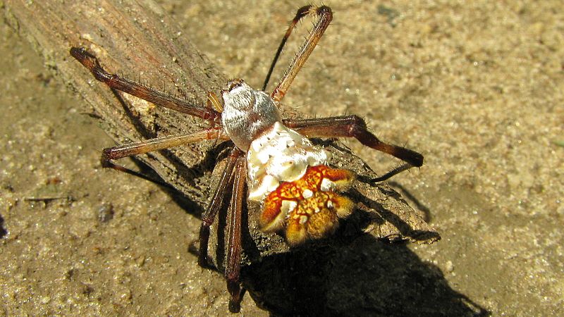 File:Argiope argentata - Flickr - Alex Popovkin, Bahia, Brazil.jpg