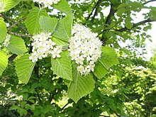 Frá Aizu í Fukushima héraði, Japan